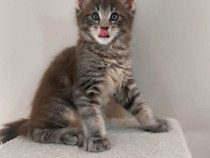 Maine coon puiuți superbi