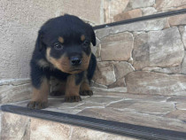 Catelusi Rottweiler