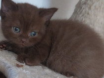 Pisici britisch shorthair