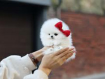 Pomeranian Mini talie de buzunar!Asigur transport !mini toy