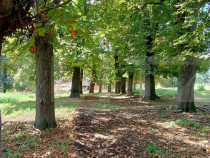 Cabana cu teren intravilan 18.449 mp &ndash; Paingeni | 7,5 &euro;/