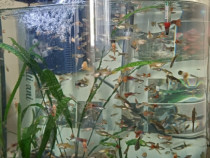 Acvariu 100 litri
