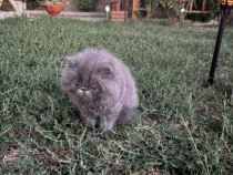 Pisica persana,cauta casuta.