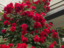 Trandafiri cataratori la numai pretul afisat per bucata