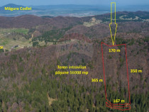 Teren intravilan, 56000 mp, Poiana Braşov