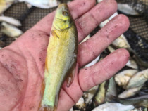 Puiet peste:salau,somn,crap,gitofag,novac,amur,Lin,amur negru