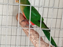 Pui de papagali frumosi