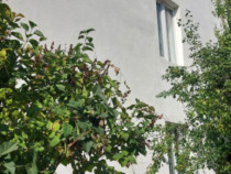 Casa unifamiliala de vanzare zona linistita Sighet