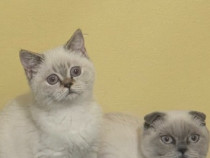 Puiuți Scottish fold si straight