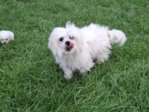 Bichon Maltez, vârsta 6 saptamani
