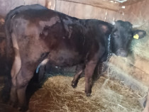 Vaca cu vițel pret negociabil