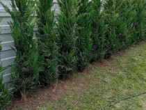 Tuia Leyandi livrare oriunde în țară