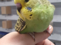 Adulti sau Pui de perusi normali si standard blanzi