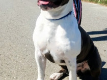 Amstaff cu pedigree pt. montă