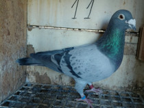 Vând porumbei-desfiintare crescatorie