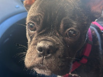 Bulldog Francez Catei