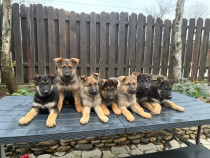 Pui ciobanesc german linie de lucru