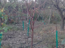 Pomi fructiferi mari