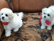Puiuț bichon maltez