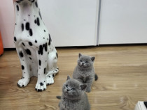British shorthair blue