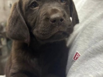Labrador retriever ciocolatiu