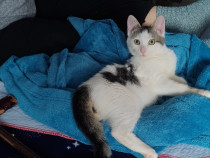 Donez gratis pisicuț