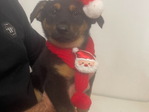 Pui Ciobanesc German