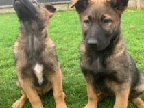 Căţei de vânzare – rasa mixtă Malinois x Ciobănesc German