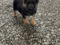 Catel ciobanesc german