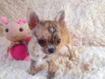 Pui de Chihuahua disponibili pentru adopție.