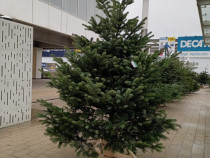 Brazi naturali de Crăciun – Nordmann Premium – Craiova