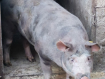 De vânzare la prețul de 14 lei kg