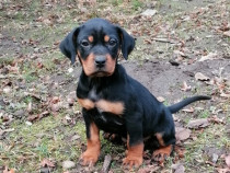 Femela copoi ardelenesc