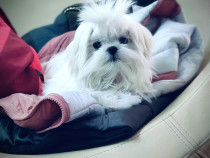 Mascul bichon Maltese cu pedigree