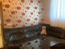 Apartament cu 2 camere pet friendly, 45 mp, situat la casa i