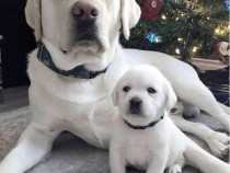 Labrador băieței și fetițe