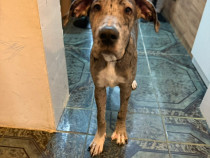 ADOPȚIE PUI DOG GERMAN