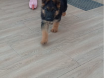 Catel ciobanesc german