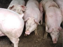 Porci de carne oferim transport gratuit