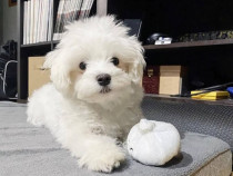 Anton caută o casă iubitoare pentru totdeauna