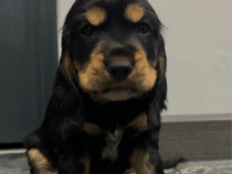 Cocker Spaniel vaccinati, deparazitati, carnet de sanatate