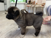 Căței Akita American