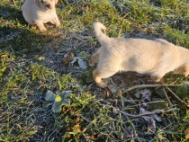 Pui Labrador jucausi si dragalasi!