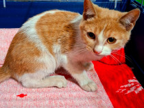 Adoptie pui de pisica roscat Spiridon