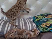 Serval excepțional: eleganța savanei &icirc;n casa ta