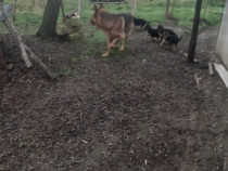 Pui ciobănesc german