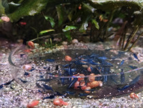 Creveti acvariu Blue dream high grade