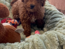 Puiuti de pudel isi cauta o noua casuta