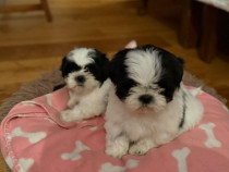 Pui shih tzu de vanzare