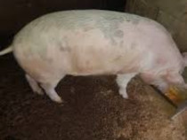 V&acirc;nd porc de tara crescut bio